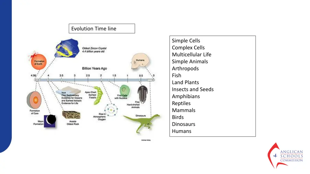 evolution time line