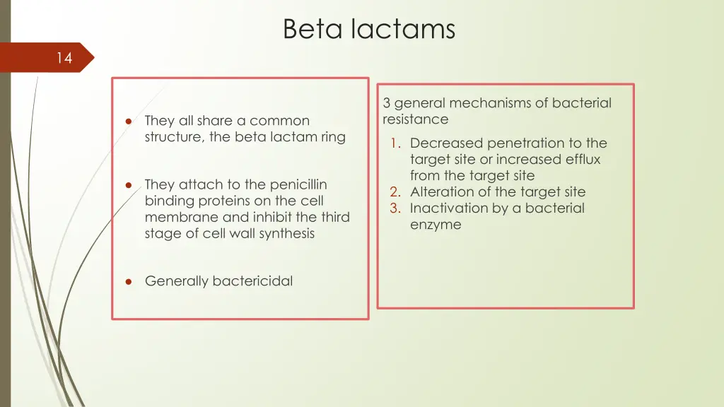 beta lactams