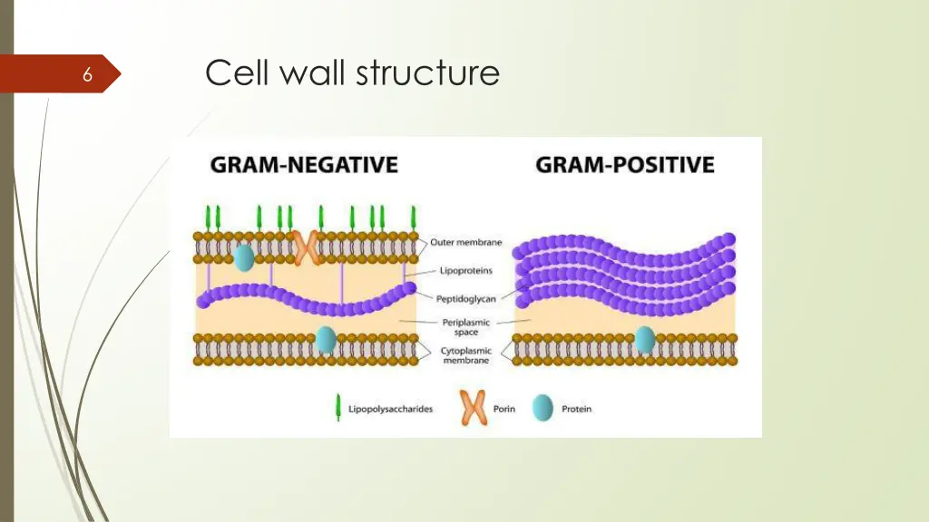 cell wall structure