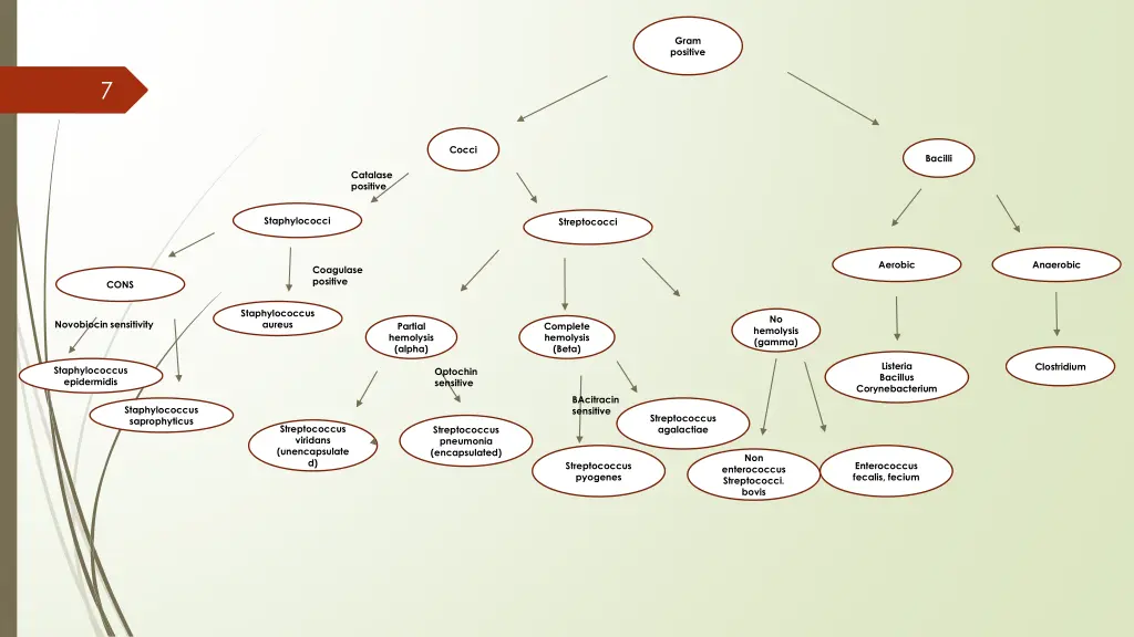 gram positive