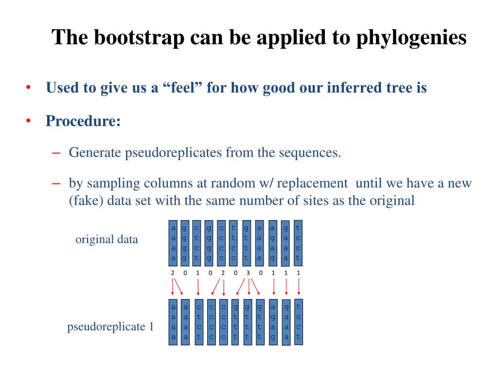 the bootstrap can be applied to phylogenies