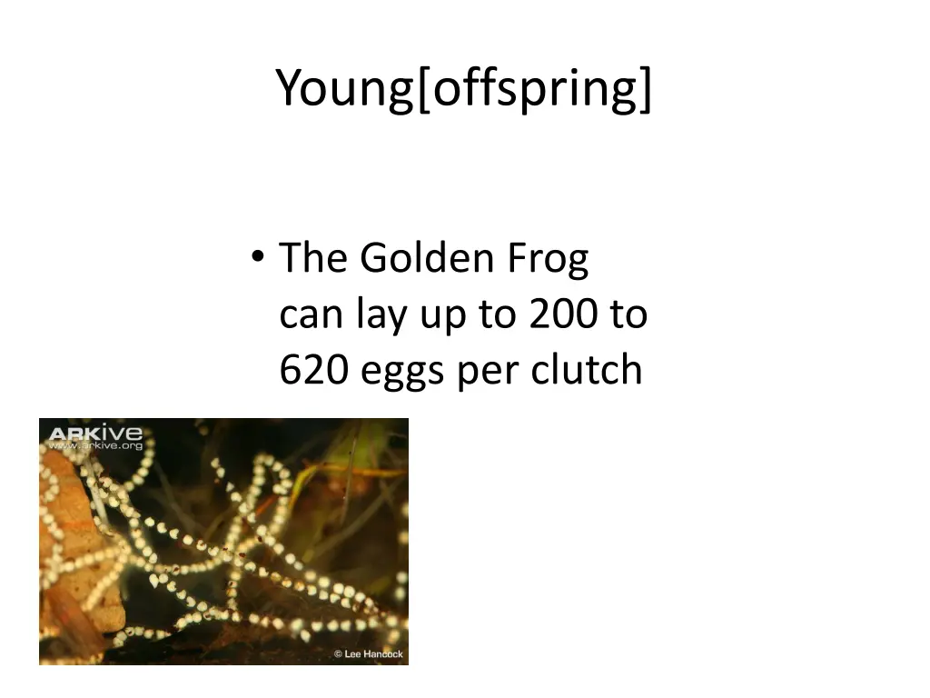 young offspring