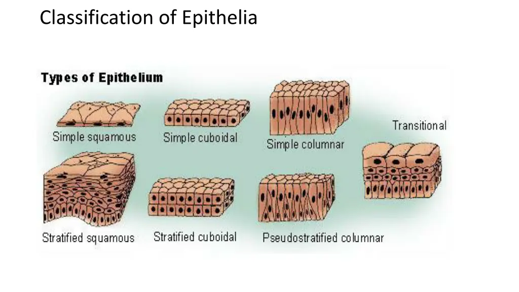 classification of epithelia