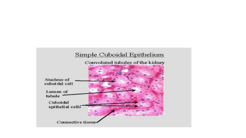 simple cuboidal epithelium