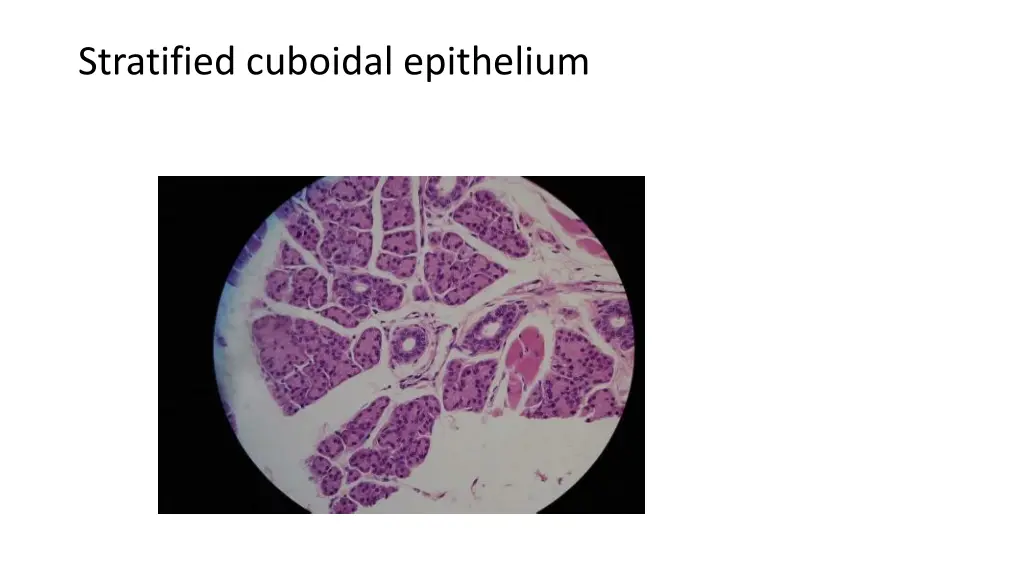 stratified cuboidal epithelium