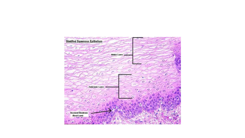 stratified squamous epithelium