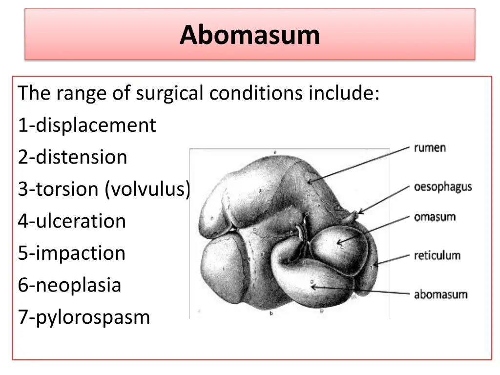 abomasum 3
