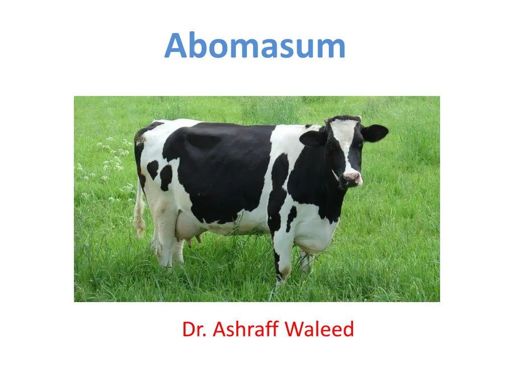 abomasum