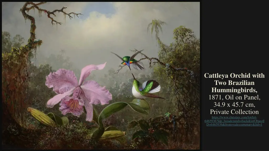 cattleya orchid with two brazilian hummingbirds