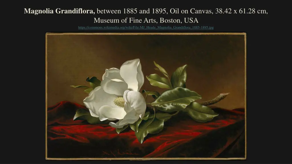 magnolia grandiflora between 1885 and 1895