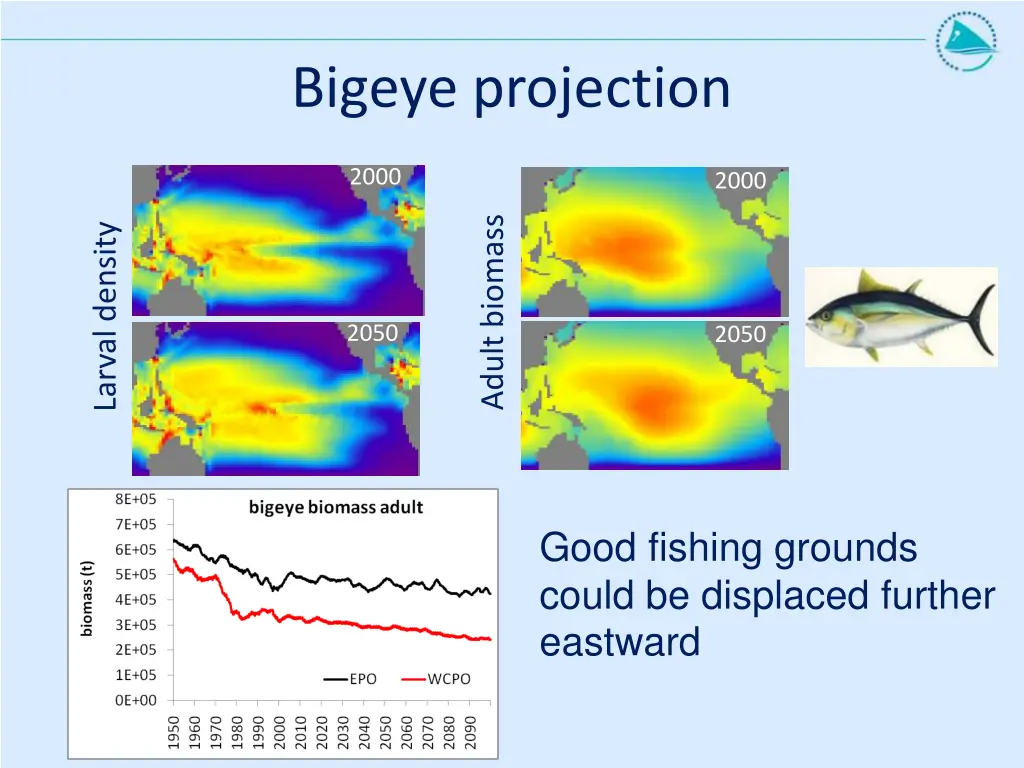 bigeye projection