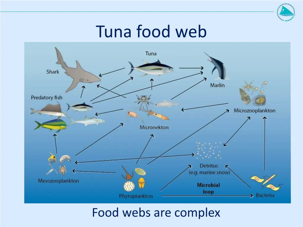 tuna food web
