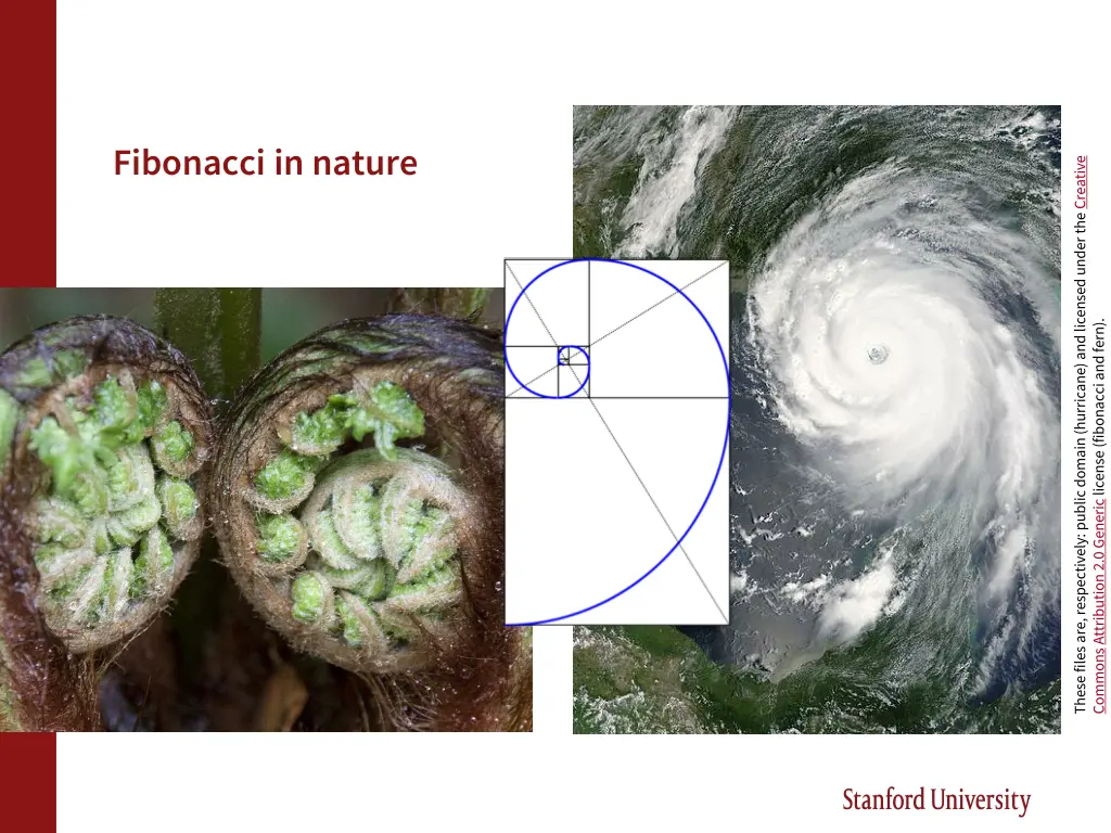fibonacci in nature