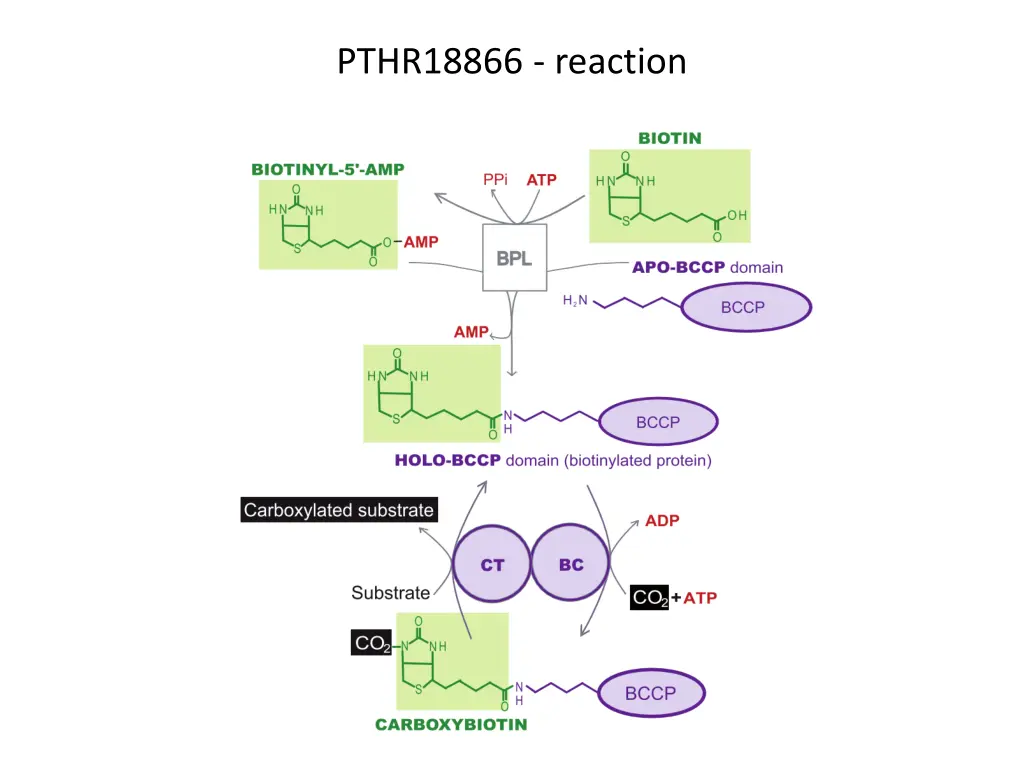 pthr18866 reaction