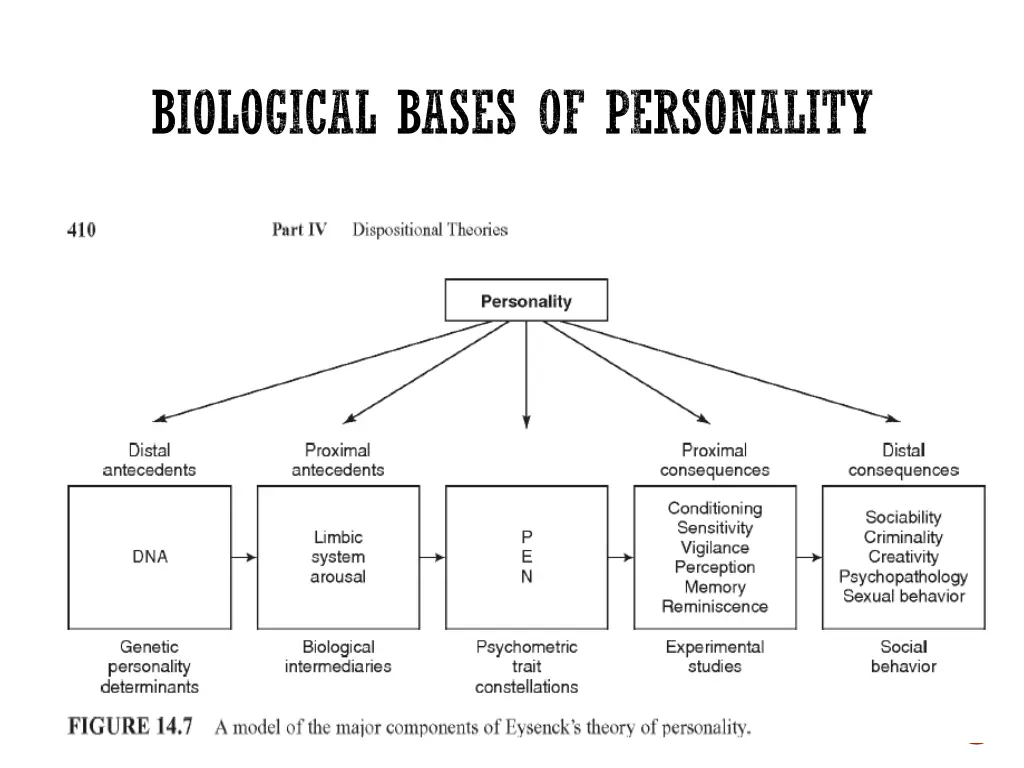 biological bases of personality 1
