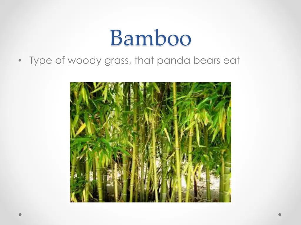 bamboo