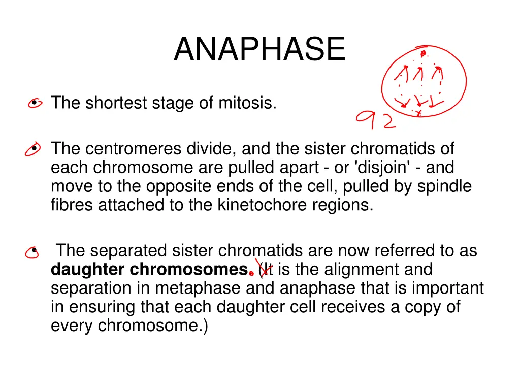anaphase
