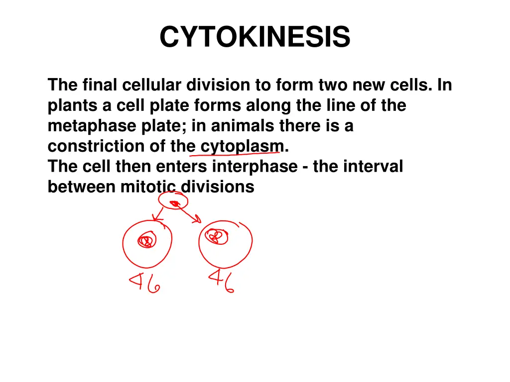 cytokinesis