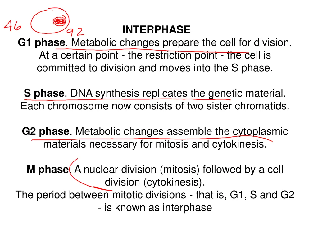 interphase