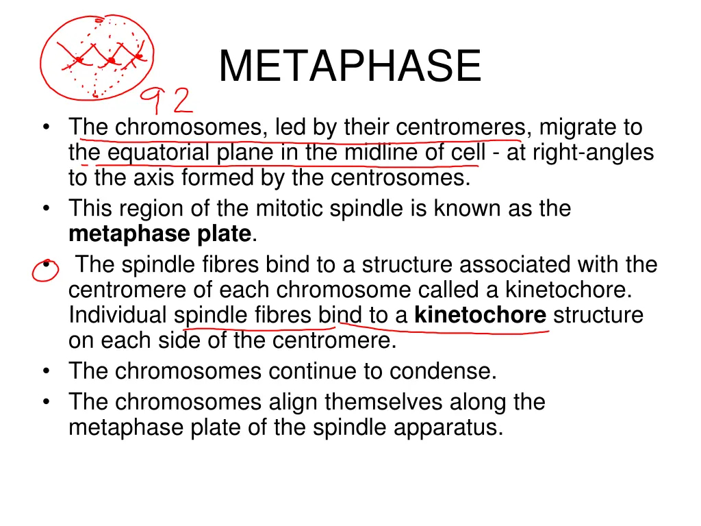 metaphase