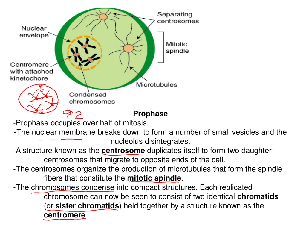 prophase