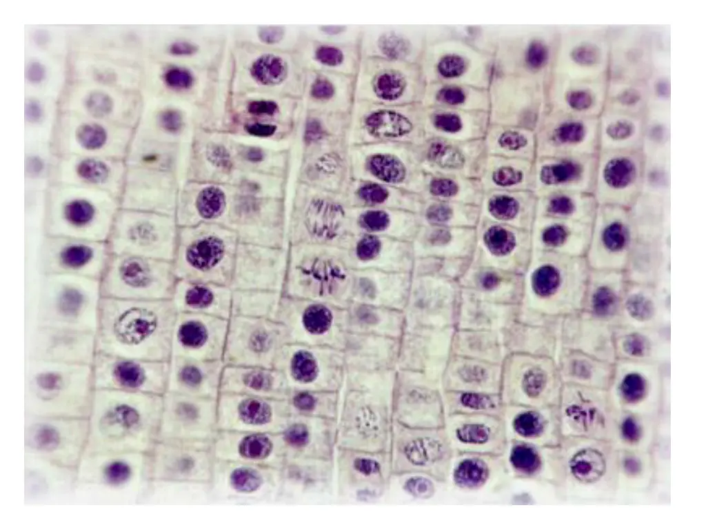 slide7