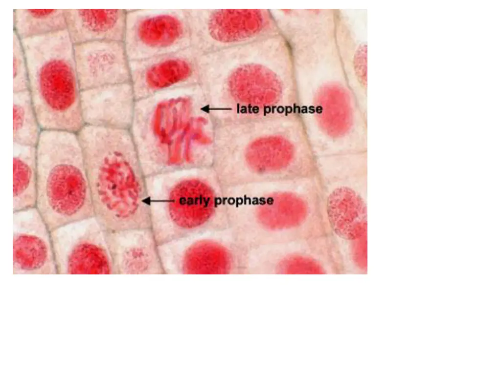 slide8