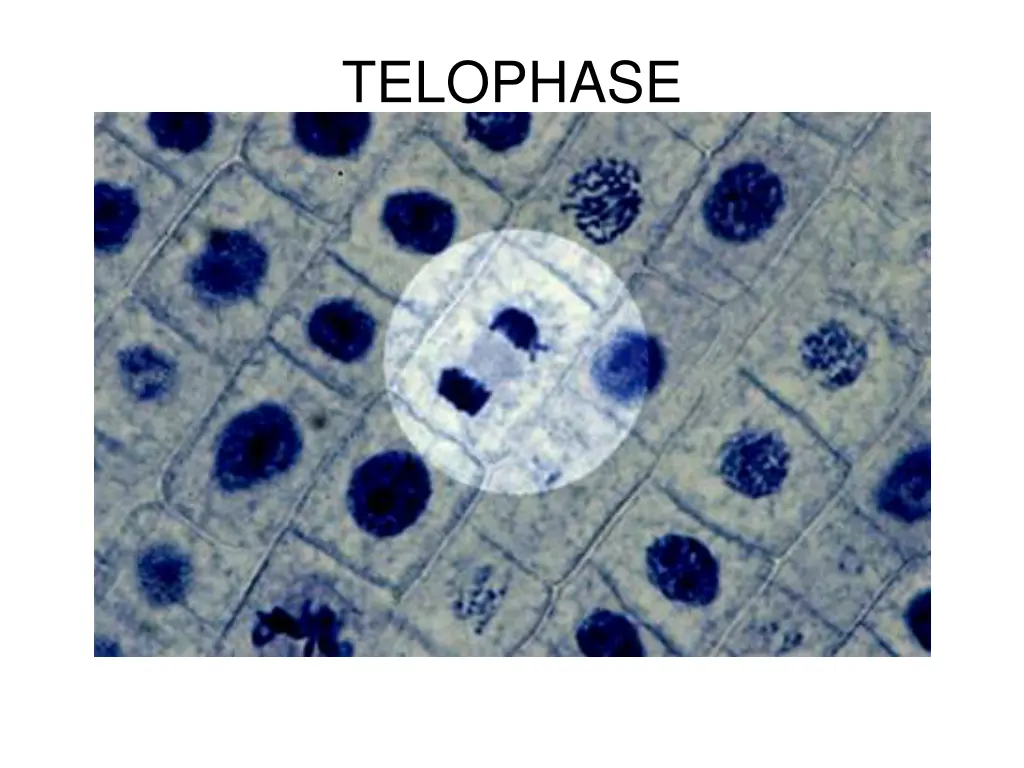 telophase 1