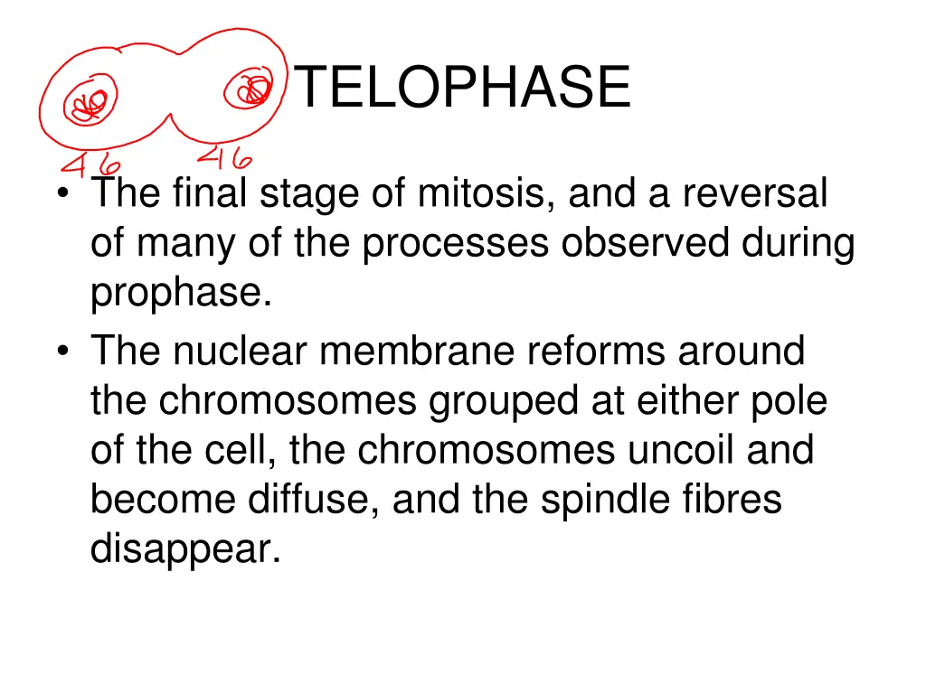telophase