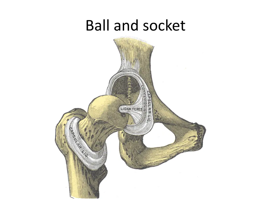 ball and socket