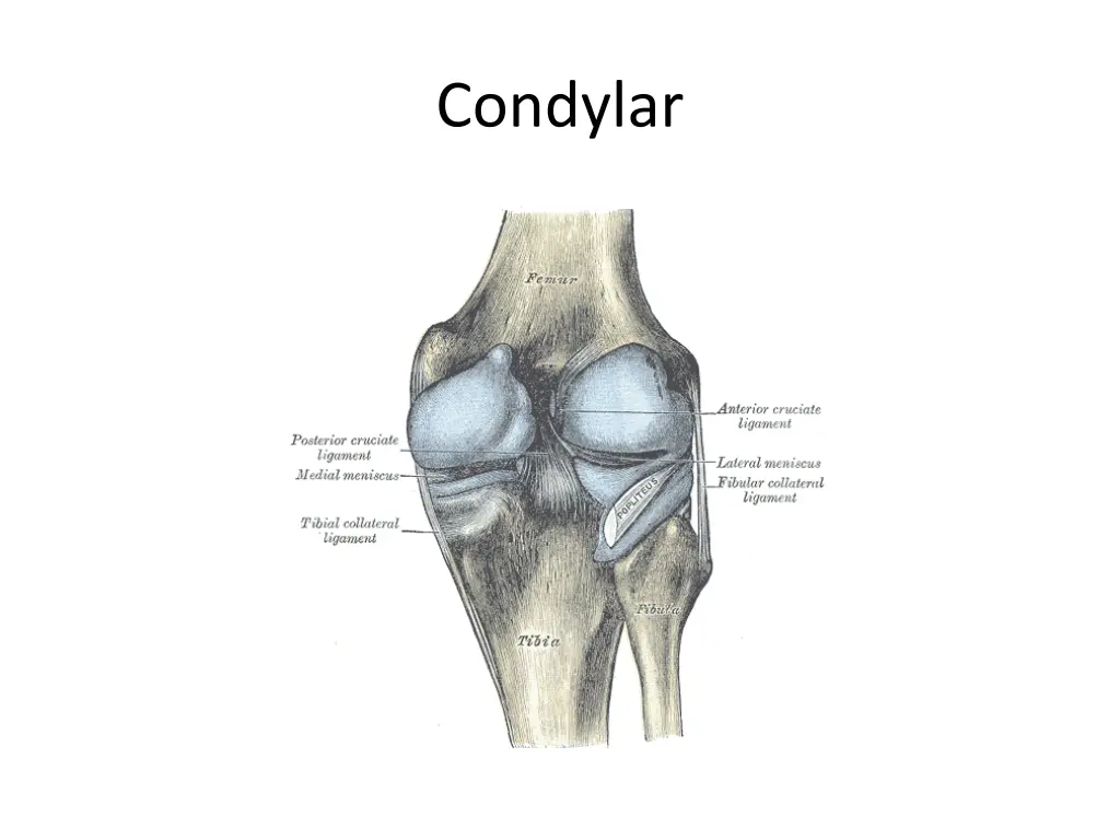 condylar