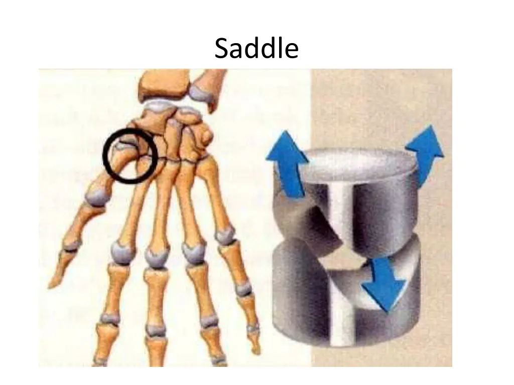 saddle