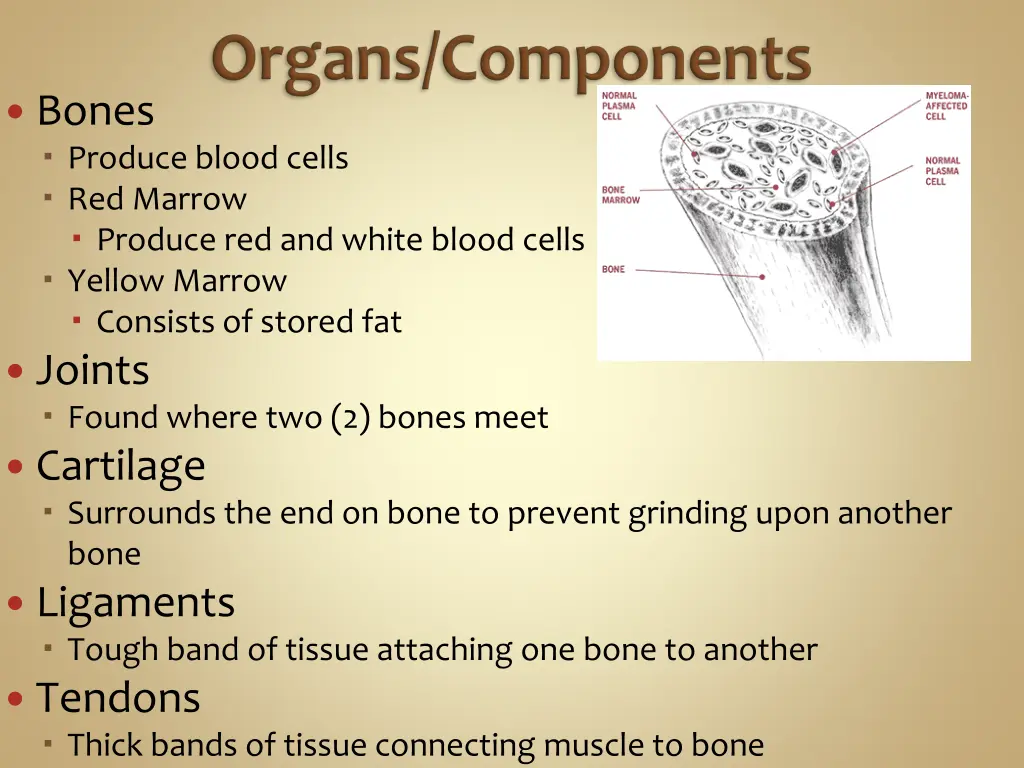 bones produce blood cells red marrow produce