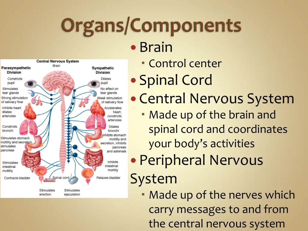 brain control center spinal cord central nervous