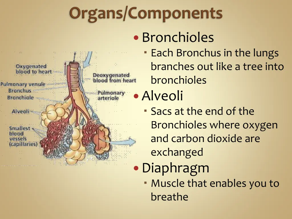 bronchioles each bronchus in the lungs branches