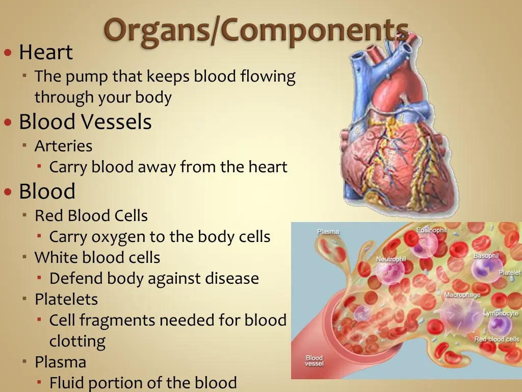 heart the pump that keeps blood flowing through