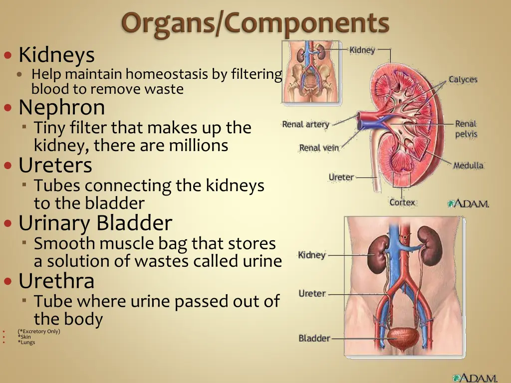 kidneys help maintain homeostasis by filtering