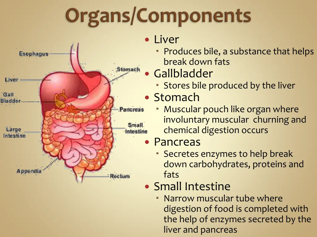 liver produces bile a substance that helps break