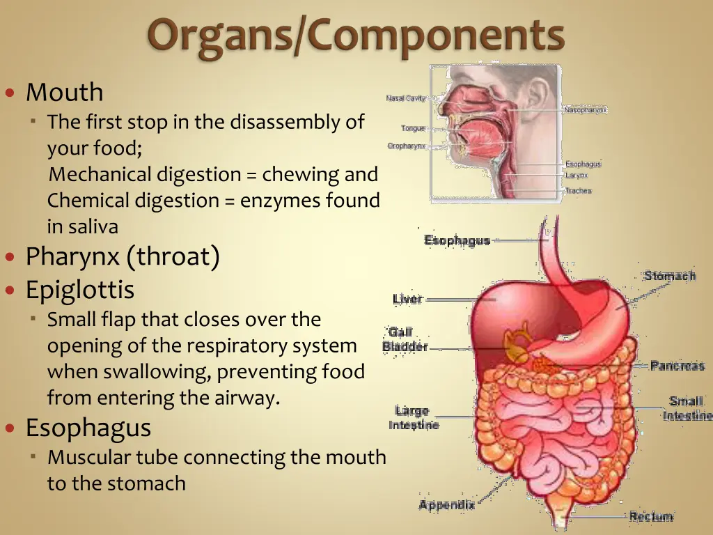 mouth the first stop in the disassembly of your
