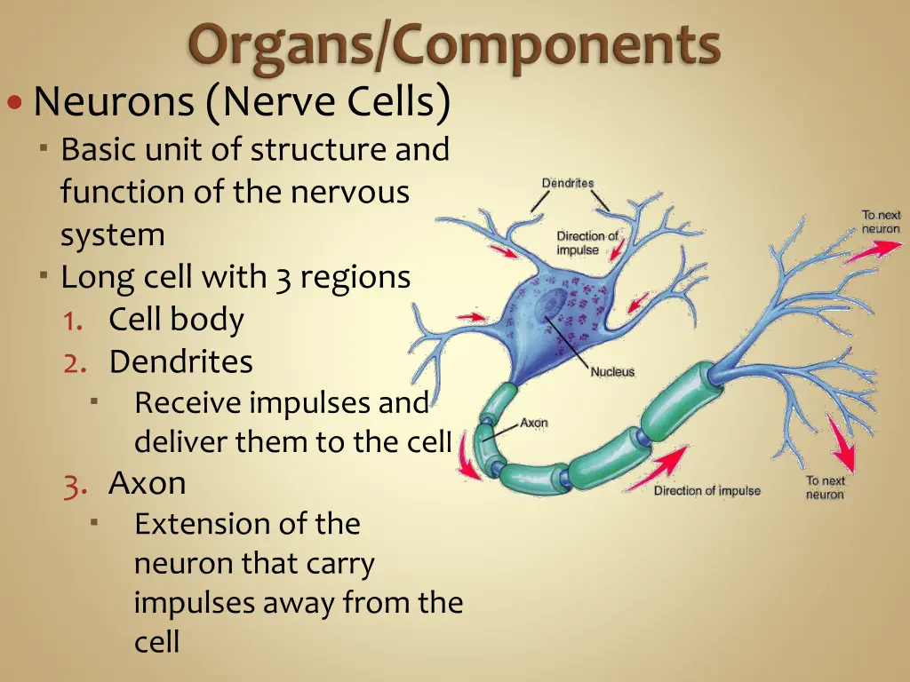 neurons nerve cells basic unit of structure