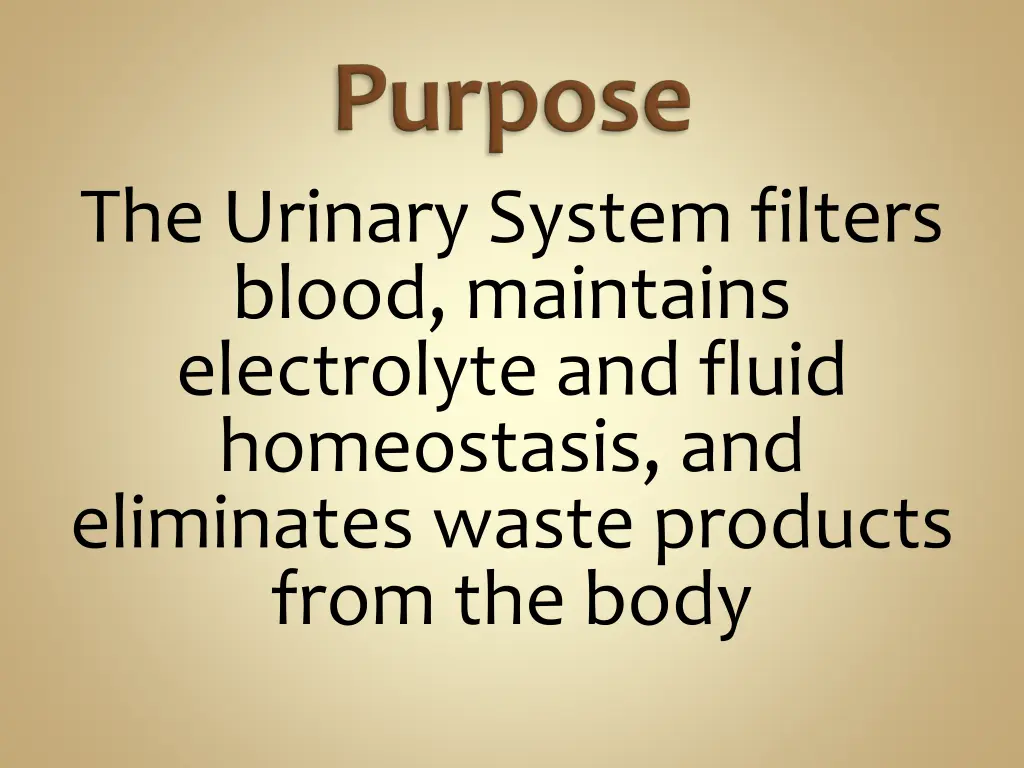 the urinary system filters blood maintains