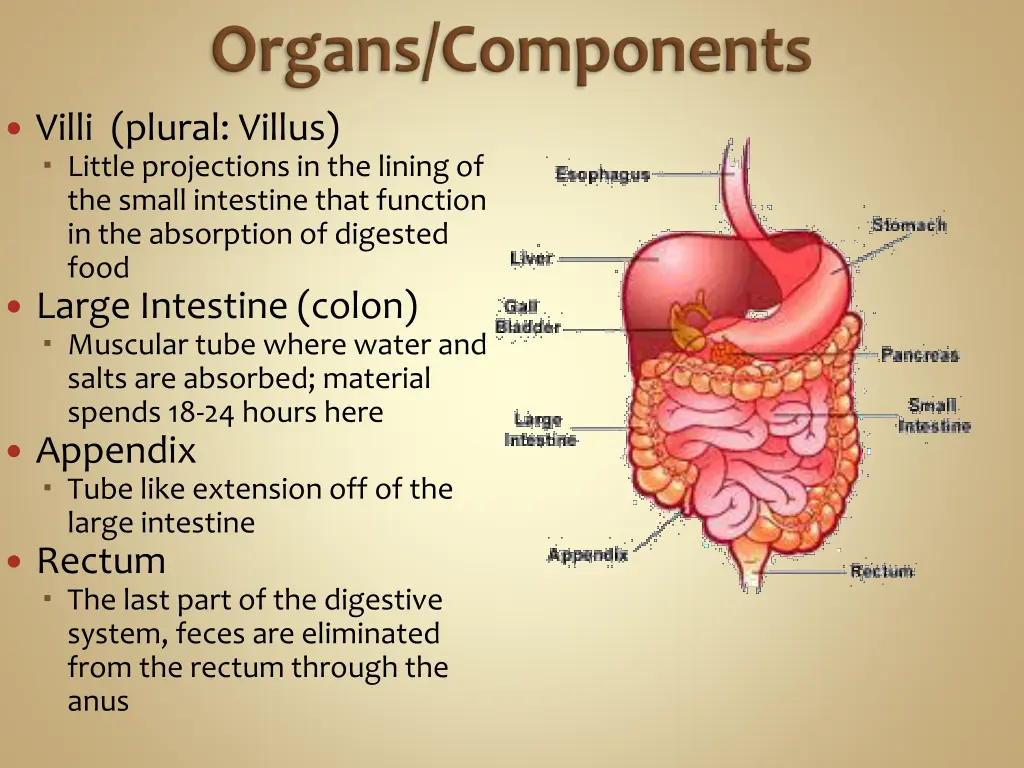 villi plural villus little projections