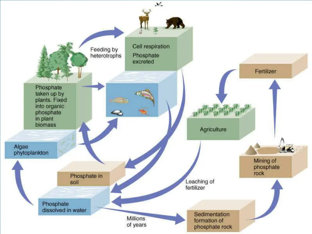 phosphorous cycle