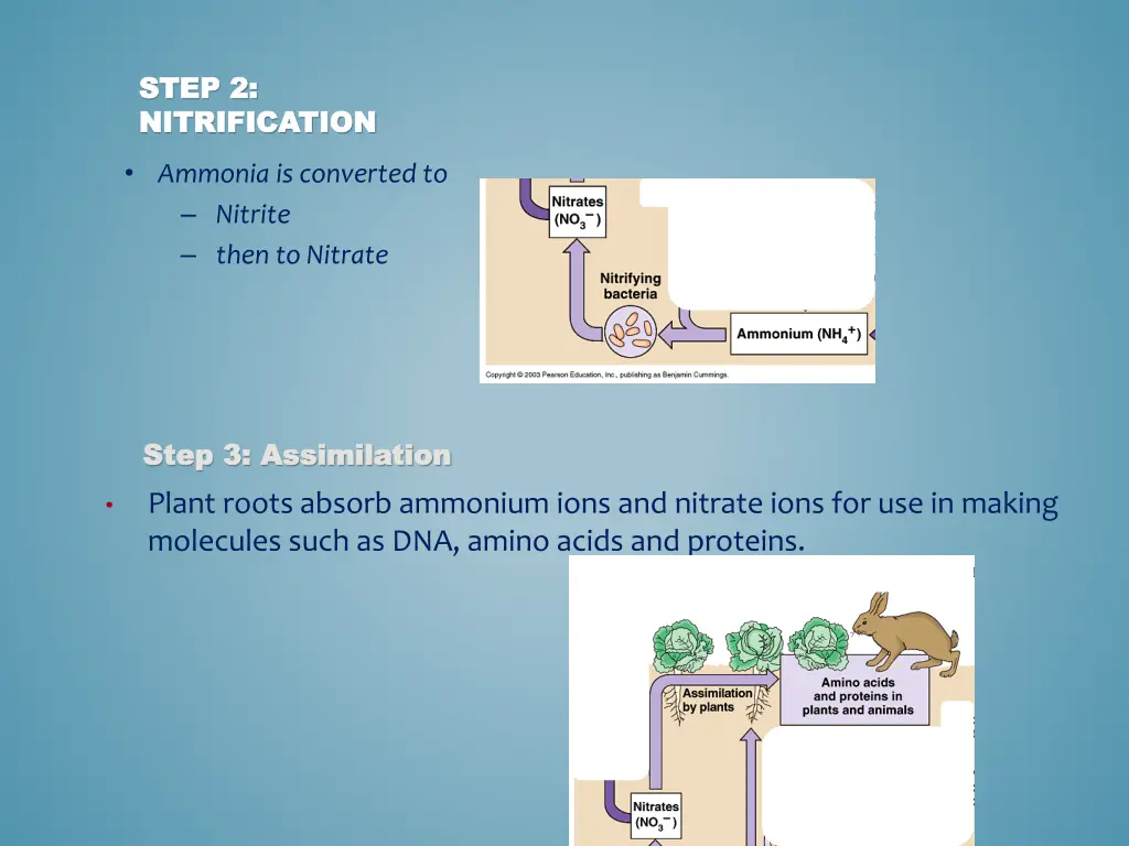 step 2 step 2 nitrification nitrification ammonia