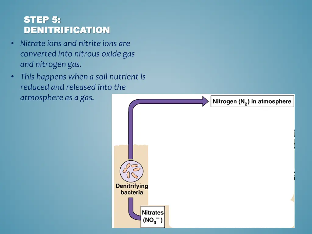 step 5 step 5 denitrification denitrification