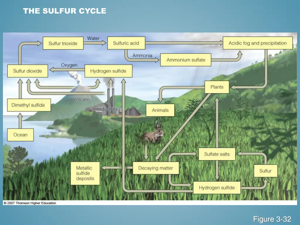 the sulfur cycle