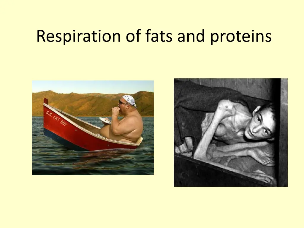 respiration of fats and proteins