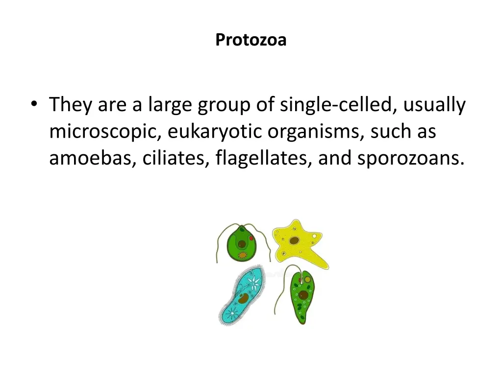 protozoa 1
