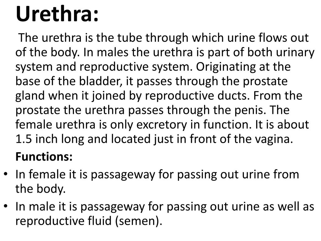 urethra the urethra is the tube through which