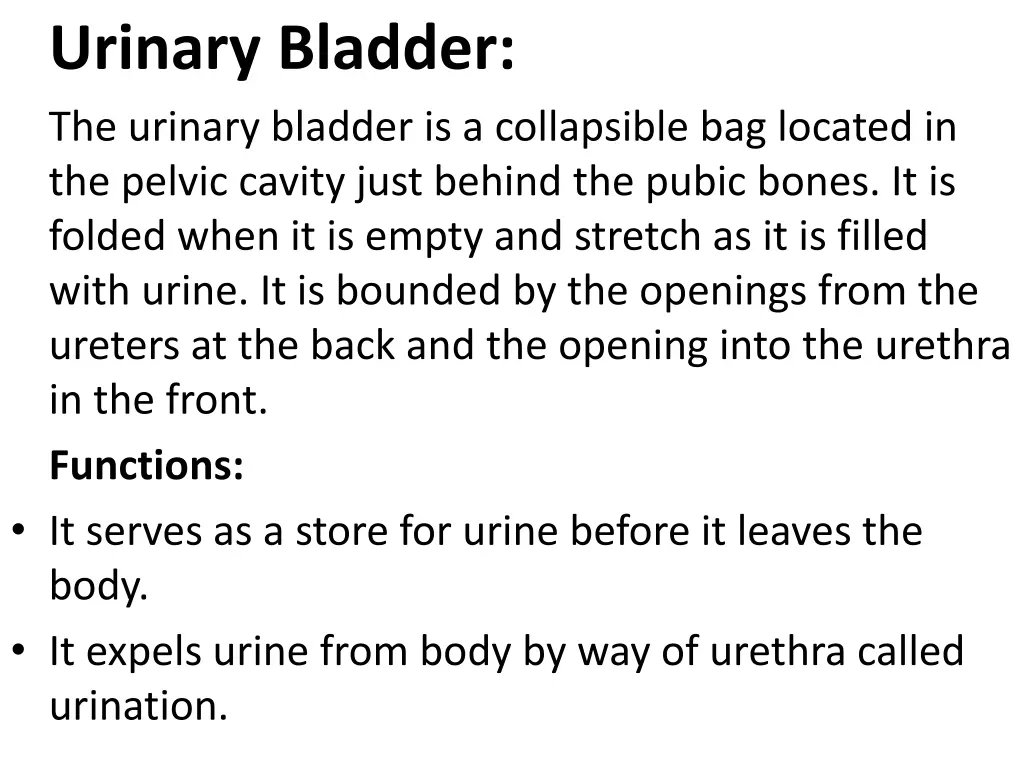 urinary bladder the urinary bladder